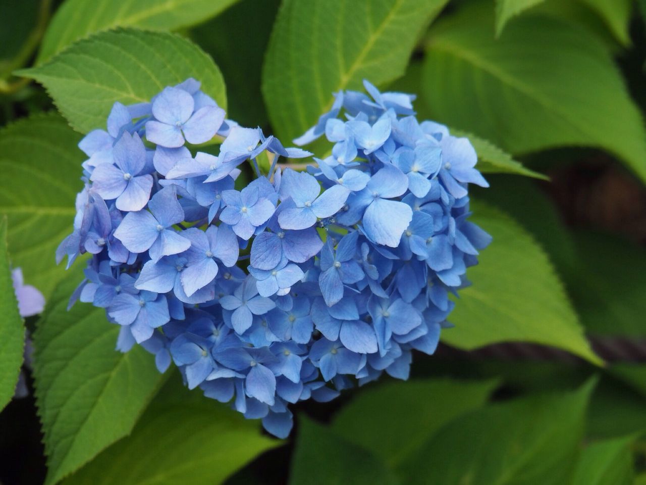 flower, growth, beauty in nature, nature, leaf, plant, fragility, hydrangea, petal, purple, freshness, blue, green color, flower head, day, blooming, no people, outdoors, close-up