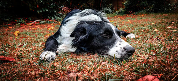 Close-up of a dog on field