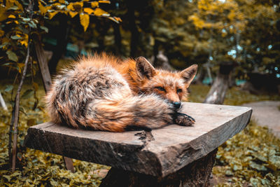Close-up of fox resting on wood