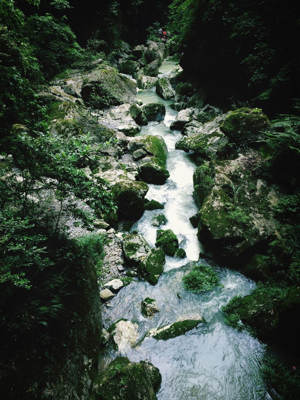 water, stream, rock - object, flowing water, nature, beauty in nature, flowing, tranquility, scenics, tree, forest, tranquil scene, high angle view, river, motion, plant, day, waterfall, stone - object, no people