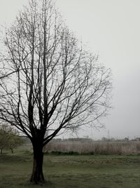 bare tree