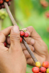 Arabica coffee berries, coffee tree, compostela valley, davao de oro, philippines