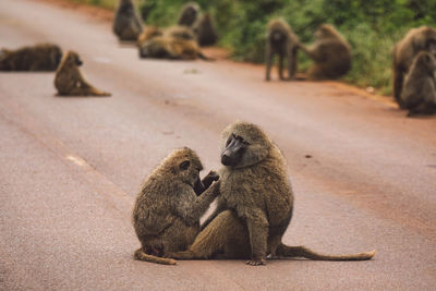 Close-up of monkey