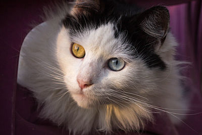 Close-up portrait of cat at home