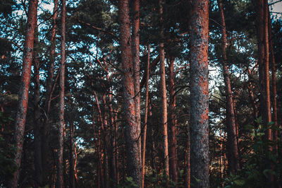 Low angle view of trees in forest