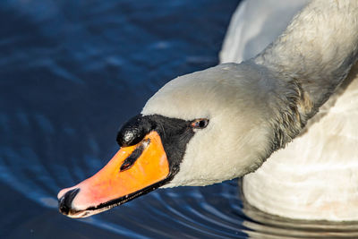 Close-up of swan swimming in lake