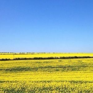 Scenic view of field against clear sky