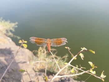 Close-up of butterfly on plant