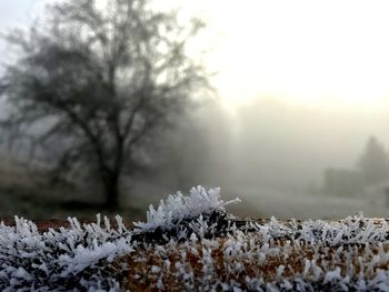 Close-up of snow covered tree during winter