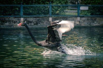 Bock swan flying over lake