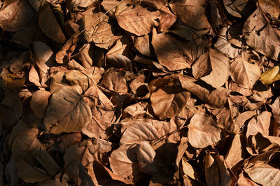 Full frame shot of dry leaves on field
