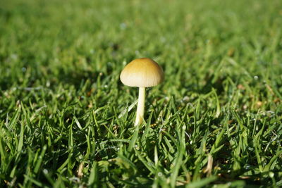 Close-up of mushroom growing on field