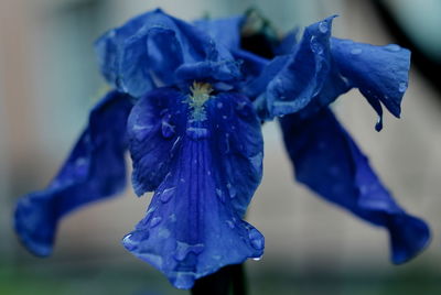 Close-up of purple flower against blurred background