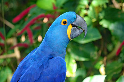 Close-up of blue parrot