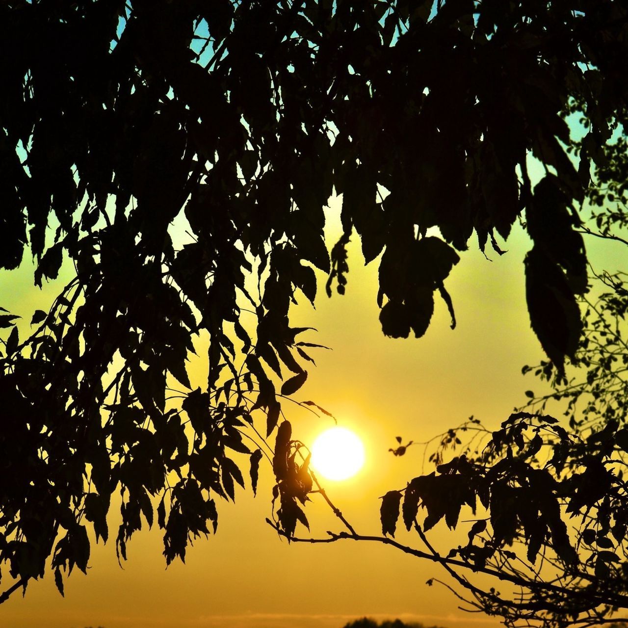 sunset, silhouette, tree, low angle view, branch, sun, beauty in nature, tranquility, nature, sky, scenics, growth, leaf, tranquil scene, orange color, idyllic, sunlight, outdoors, no people, twig