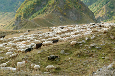 View of sheep grazing on field