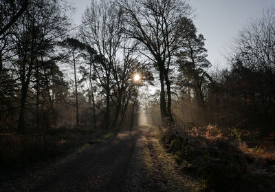 Dirt road amidst trees in forest against sky