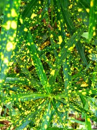 Close-up of fresh green plant