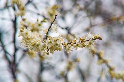 Close-up of white flowers on tree