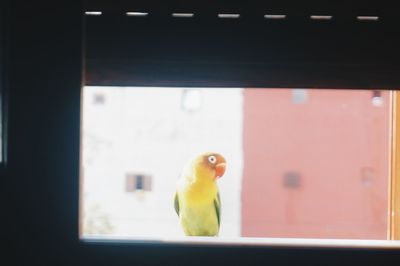 Close-up of parrot perching in cage