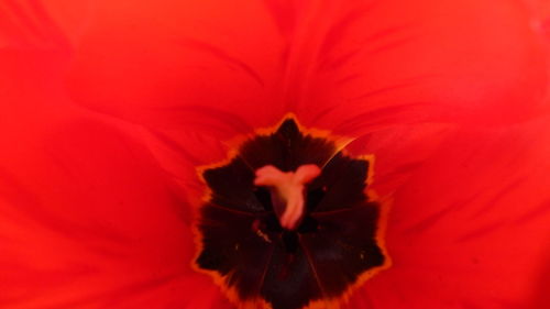 Close-up of red flower