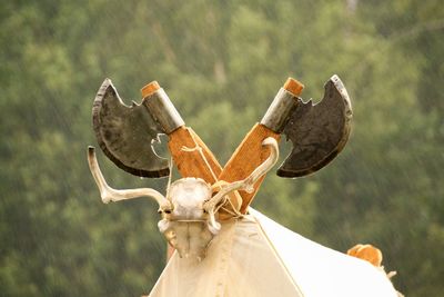 Close-up of a horse