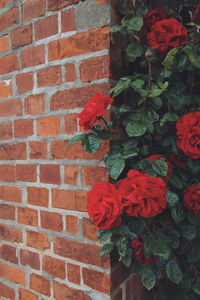 Close-up of red flowers blooming on brick wall