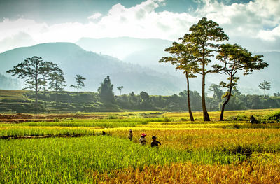 Scenic view of agricultural field against sky