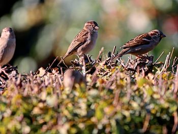 Close-up of birds perching on plant