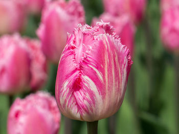 Close-up of pink tulip blooming outdoors