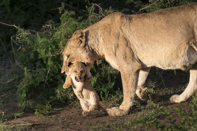 Lioness with cub on field