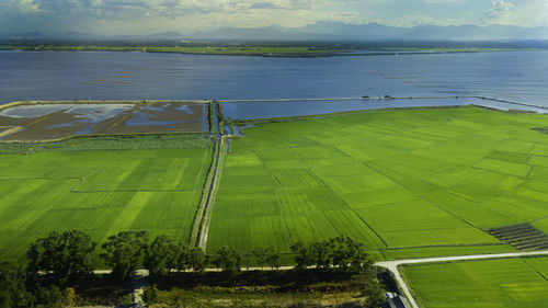 High angle view of agricultural field