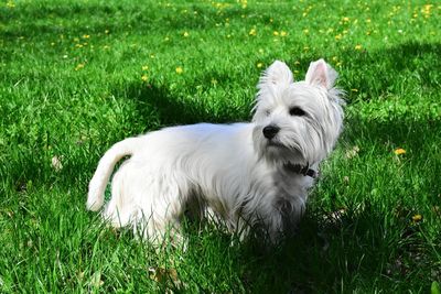 View of a dog on field