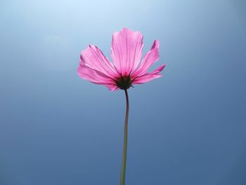 Close-up of pink flower against blue sky