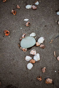 High angle view of seashells on sand