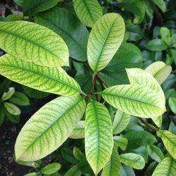 Close-up of green leaves