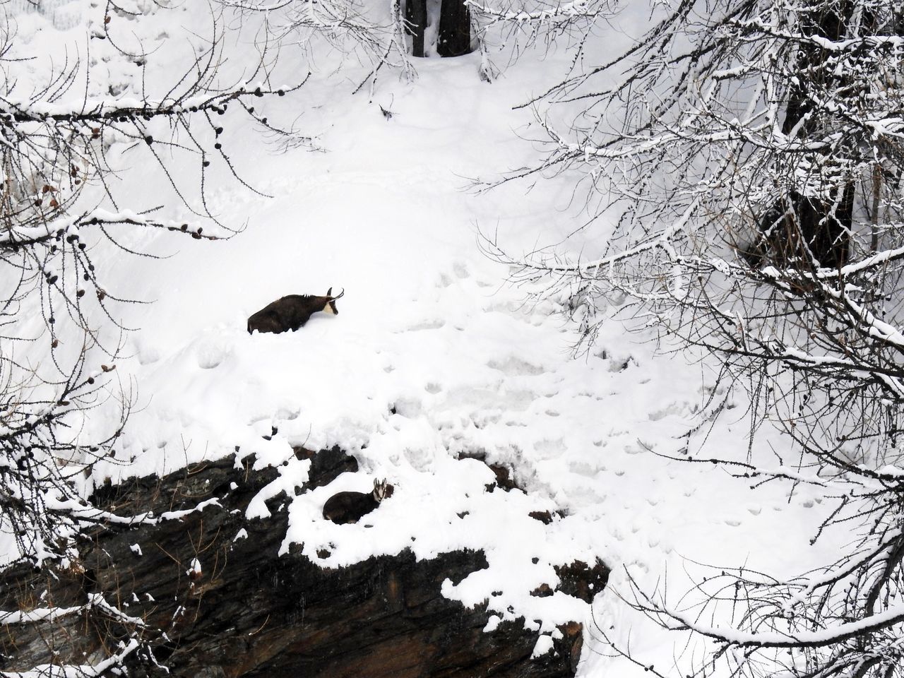 HIGH ANGLE VIEW OF BIRDS ON SNOWCAPPED LANDSCAPE