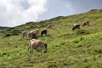 Cows grazing in a field