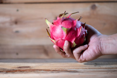 Close-up of hand holding pink rose