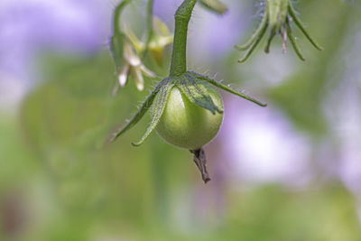 Close-up of red berries on plant