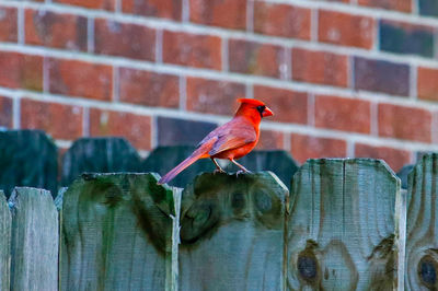 Bird perching on wall