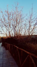 Bare trees by road