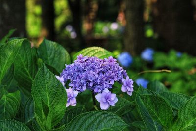 Close-up of purple flowering plant