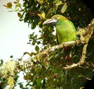 Low angle view of bird perching on tree