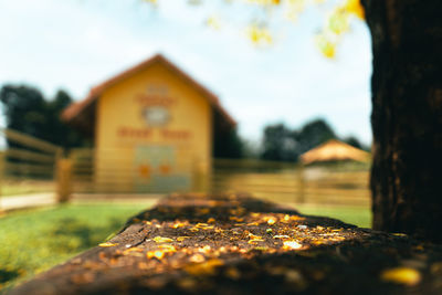 Close-up of text on tree trunk against sky