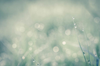 Close-up of water drops on plant