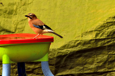 Close-up of jay perching on bowl against canvas