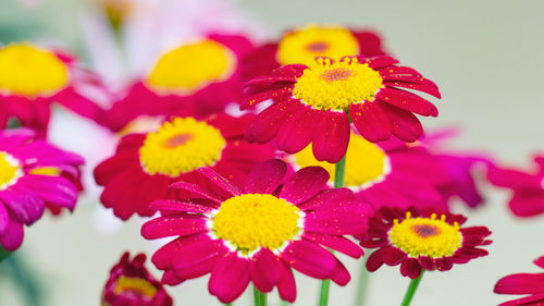 Close-up of pink flowering plants