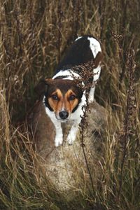 Portrait of dog on field