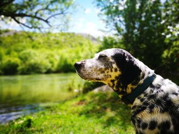 Close-up of dog against trees